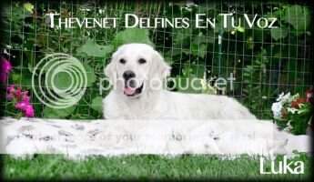 RO SRB CH Thevenet Delfines En Tu Voz