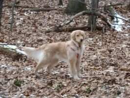 Dakota Little Bear