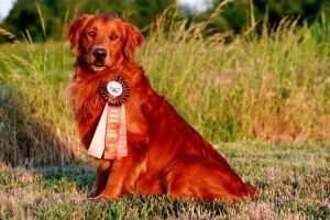 Prestige Sir Bentley Gilt Prestige Sir Bentley Gilt