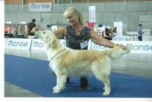 Vet It Ch, Vet Kh Ch, Vet Mne Ch Double Willow Bright Pearl Vet It Ch, Vet Kh Ch, Vet Mne Ch Double Willow Bright Pearl