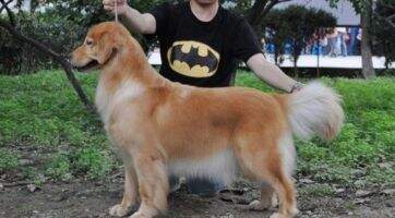 Fire of Golden Sunny Kennel
