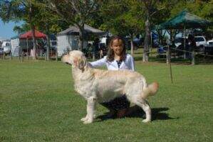 Aust Ch Invernee The Fane (AI)