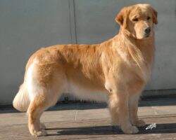 GUA SILVER SOUND'S LIONHEART
