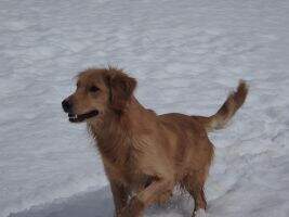 Sunfire's Northern Lights CCA