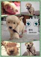 Legend jackson Legend jackson