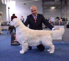 Tramin Arni Joy Amst. W.'14 GR Best Veteran Crufts 2018 Tramin Arni Joy Amst. W.'14 GR Best Veteran Crufts 2018