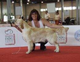 Fluffy Clouds from Strawberry Goldens