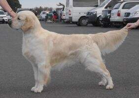 Aust Ch Fernfall Take It To The Limit (AI) Aust Ch Fernfall Take It To The Limit (AI)