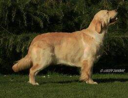 Monchique Golden Dreams Monchique Golden Dreams