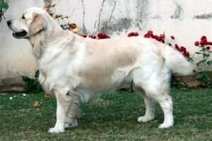 Bessie's First Choice Bessie's First Choice