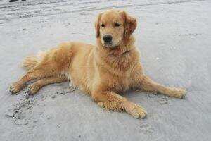 Kalm Sea's Blueberry Honey Bear