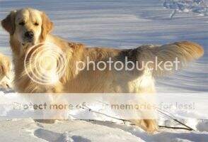 Ch Sky Pride Dionis