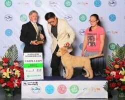 Brady of Ning Meng Kennel