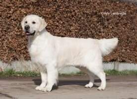Bel. Junior Ch. Lancelot Of Bridge Four