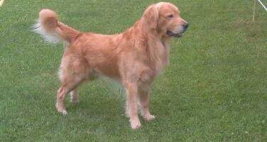 A Golden Chance II