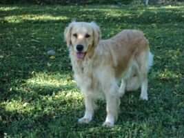 Leblanc's Sweet Molly Girl