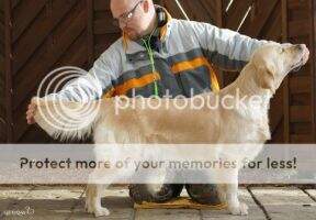 Poln.Ch. Catch the Wind Coco at Sugary