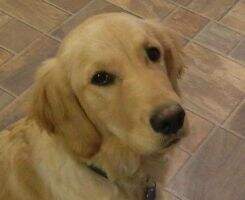 Lucy Daisy