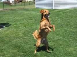 Tanbark's Takes Two to Tango