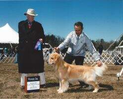 CH/ Int'l CH / UKC CH Liberty's Enchanted Logan CH/ Int'l CH / UKC CH Liberty's Enchanted Logan