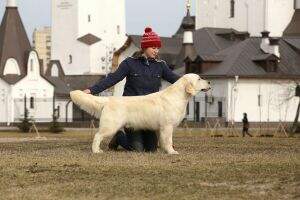 J.Ch Rus. Club Ch Rus (RKF) Grand Ch Serendipity Dog Shrek J.Ch Rus. Club Ch Rus (RKF) Grand Ch Serendipity Dog Shrek