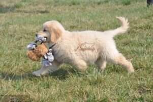 Bieber Seven of Ning Meng Kennel