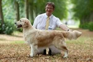 Ch Lux Ch UK Ch. Gold Dust du Bois de la Rayere