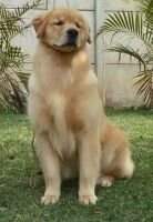 Golden Sunset's Gilian Holy