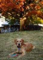 Kurzeme Zoe of Woodville
