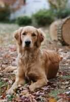 Kurzeme Lucy Rose of Woodville