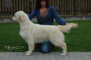 Sunnyfield's Goldens Lady Chatterley Sunnyfield's Goldens Lady Chatterley