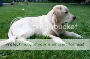 Sztajer's Buddy