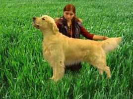 J Ch Rus, Ch Rus Grand Ch Rus Ariko Koyu Aristey FT-DUCK J Ch Rus, Ch Rus Grand Ch Rus Ariko Koyu Aristey FT-DUCK