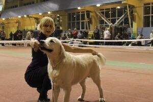 JChRu Sydney (son of Ambergold GK Keen Pleasure) JChRu Sydney (son of Ambergold GK Keen Pleasure)