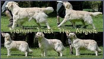 Tramin Trust The Angels