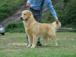 BrJrCh Golden Sunset's and Trip Orange Gauss BrJrCh Golden Sunset's and Trip Orange Gauss