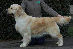RoJCh RoCH MdCH Bonett Bride Dease Lake Speciality '14 Club Winner '15 & '16 RoJCh RoCH MdCH Bonett Bride Dease Lake Speciality '14 Club Winner '15 & '16