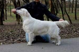 Mne.Ch. San Marino Ch. BG Ch. Ramchaine Double Delicious Ser.JCh.