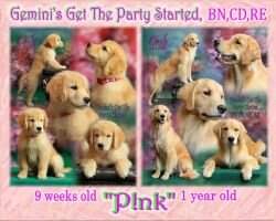 Gemini's Get The Party Started BN MXF