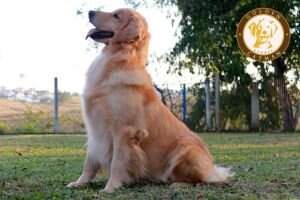 CHASSE D INGRA