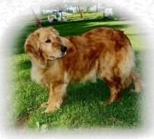 Kelly's Sir Golden Benjamin Kelly's Sir Golden Benjamin
