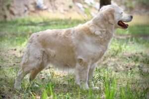 Champion of Russia, Champion RKF, Champion NKP Cholly Queen