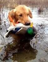 Goldenloch Come And Take It