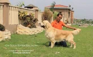 BPIS, IND CH Gold Totem Baltazar BPIS, IND CH Gold Totem Baltazar