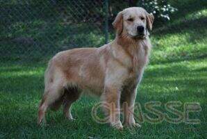 Chasse D. Bianca
