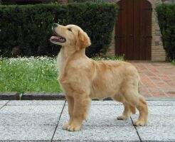 LEONGOLDEN INTO YOUR SOFT HEART LEONGOLDEN INTO YOUR SOFT HEART