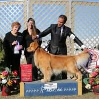 GCHB Leongolden Wop Wop Huge Love