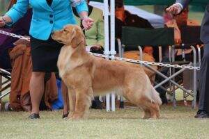 Icarian's Cannelloni Cowboy Find Love