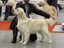 & Jr. CH PL Nato Adekatos Poland (FCI) & Jr. CH PL Nato Adekatos Poland (FCI)