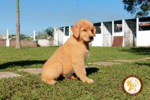 GOLDEN CAYMAN AT ROMVIL SWEET HOME APOLO